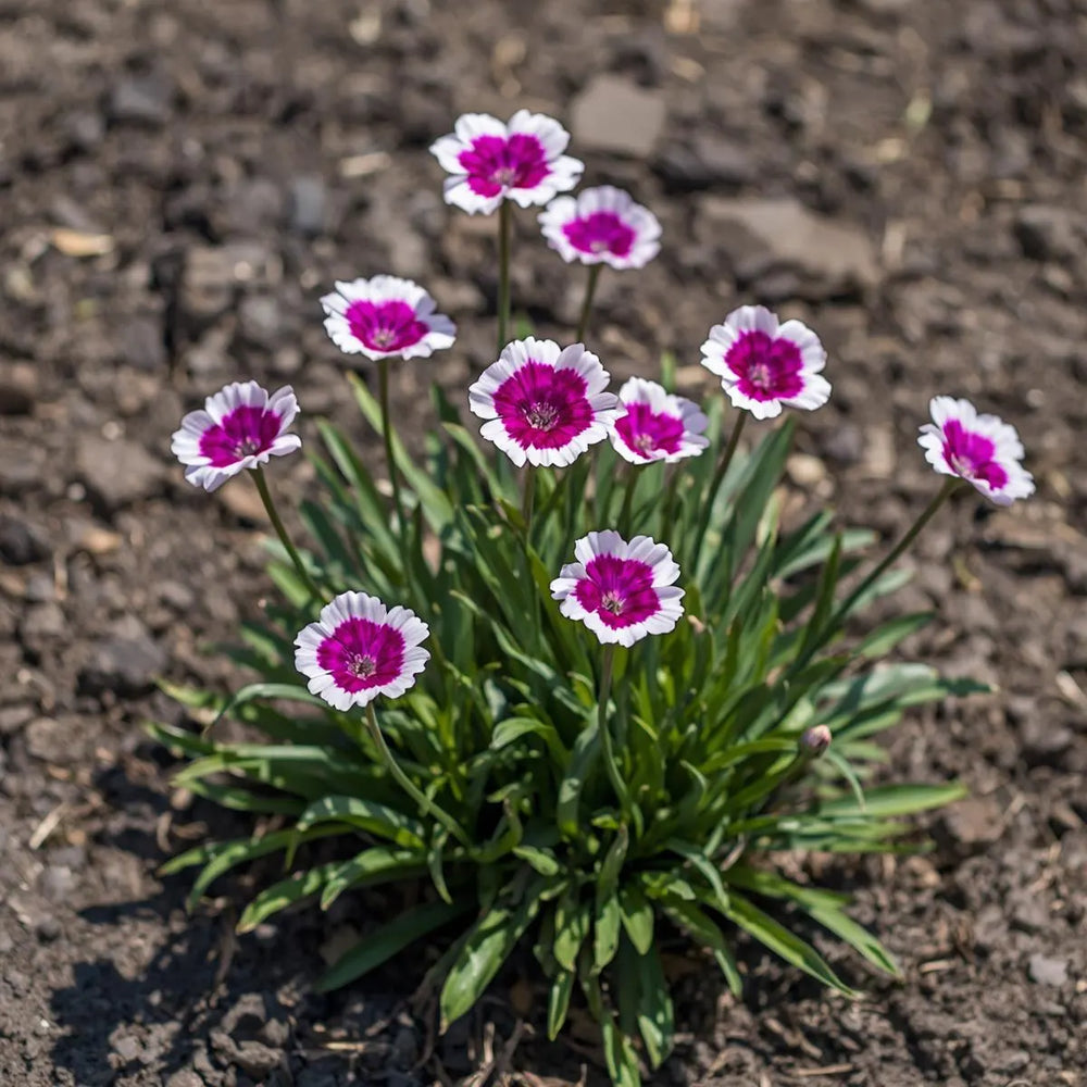 Purple Picotee Diamond Dianthus Seeds, Fragrant Flowers, border Flowers, Container Flowers, Cottage gardens