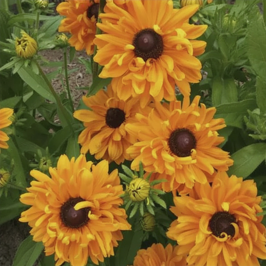 Rudbeckia Goldilocks Organic Seeds