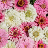 Strawberry Parfait Mix Untreated Zinnia Seeds, Year round Blooms, Double Blooms