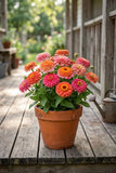 Zinnia Cupcakes Pink Cupcake SEEDS, Rare seeds, Continuous Blooms, Pink blooms