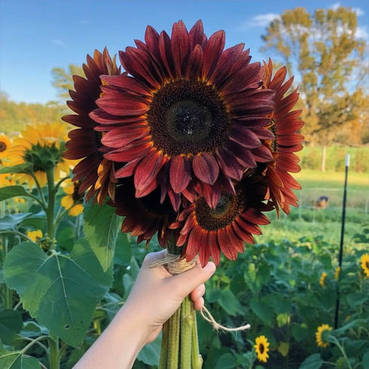 ProCut Red (F1), Single-head Sunflower Seeds, floral arrangements, Bridal Bouquets, Wedding Flowers