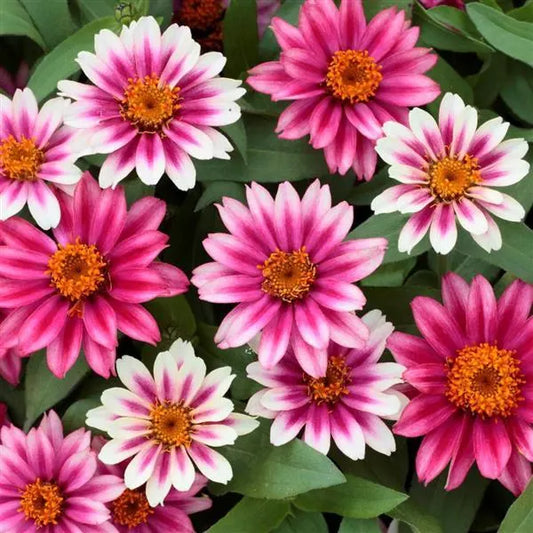 Profusion Cherry Bicolor Zinnia Seeds, Award Winner, Pollinator Garden