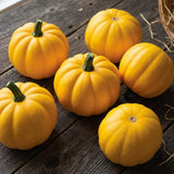 Goldilocks Squash Untreated Seeds, raised bed, fall harvester, roasted vegetables, baked vegetables
