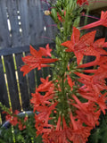 Standing Cypress Seeds, Drought tolerant, Continuous Bloomer, Perennial