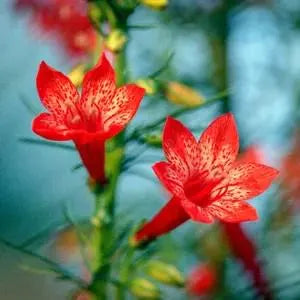 Standing Cypress Seeds, Drought tolerant, Continuous Bloomer, Perennial