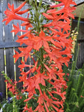 Standing Cypress Seeds, Drought tolerant, Continuous Bloomer, Perennial