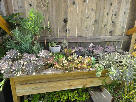 How I Taught Succulents to Survive Texas Weather: From Frost to Heatwaves