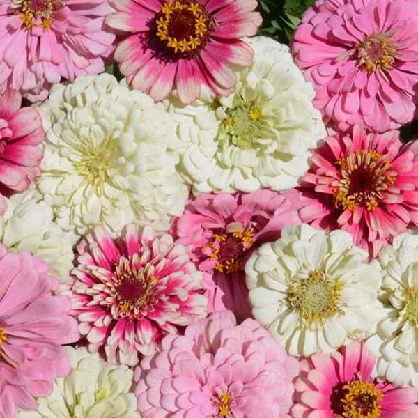 Flower Seed Collection