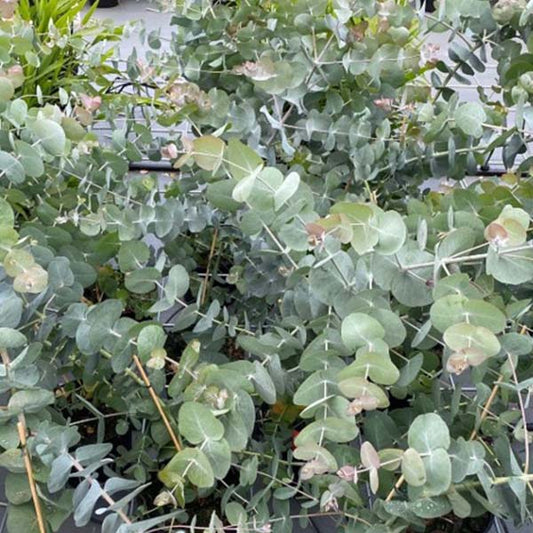 Silver Dollar Untreated Eucalyptus Seeds