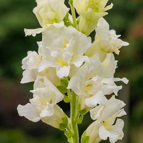 Madame Butterfly™ Ivory F1 Untreated Snapdragon Seeds