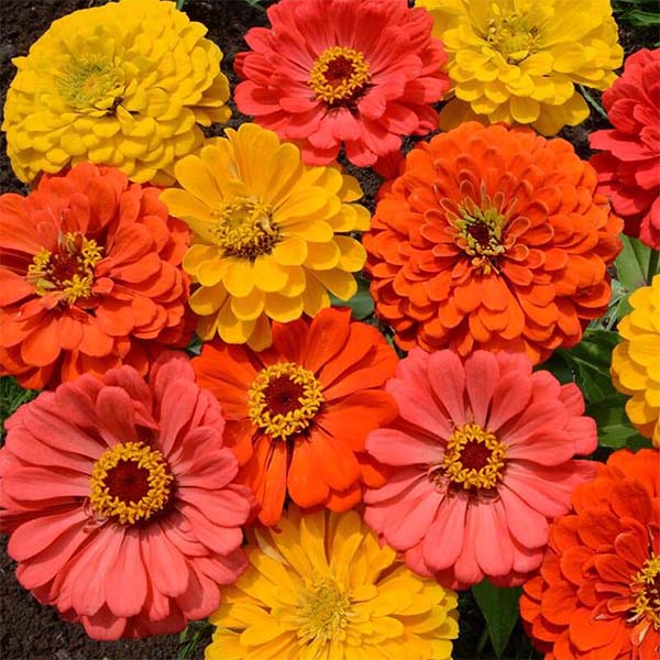 Zinnia Fruity Beauty Seed Mix Untreated