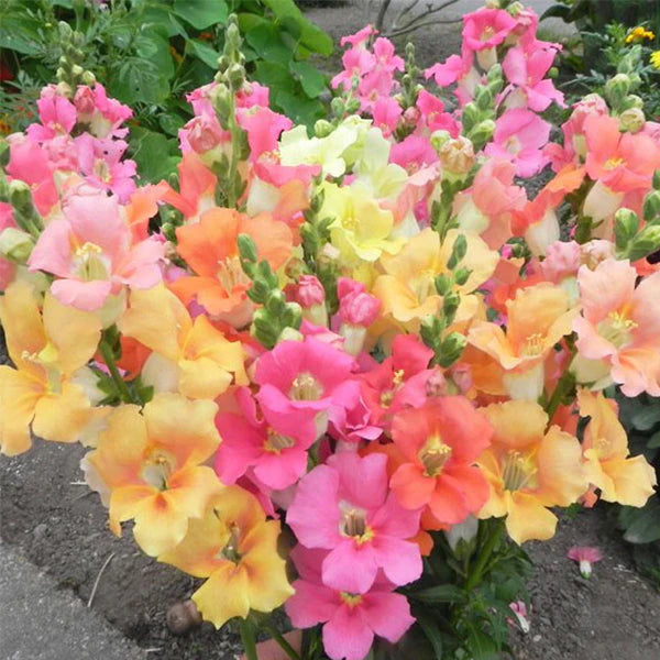Chantilly™ Mix Untreated Snapdragon Seeds