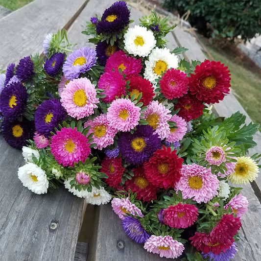 Matsumoto Formula Mix Untreated Aster seeds, Long Vase Life, Border Garden