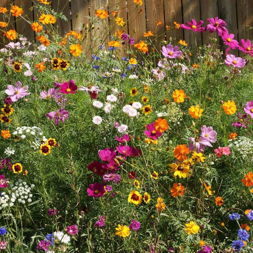 Cut Flower Mix Untreated Flower Seeds
