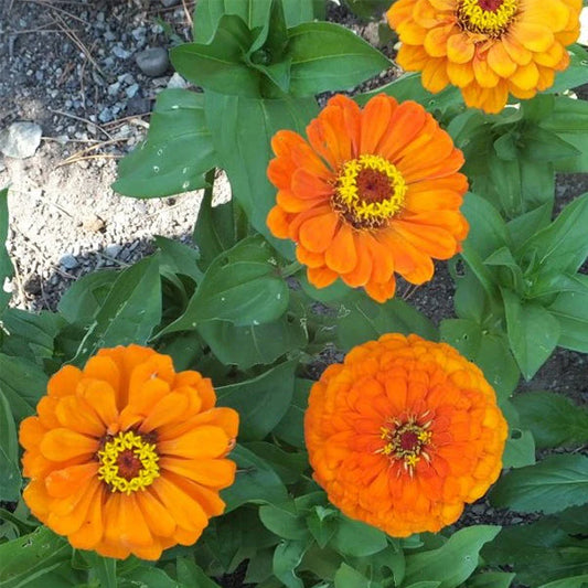 Benary's Giant Orange Untreated Zinnia Seeds