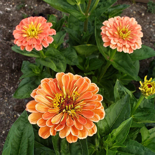 Benary's Giant Salmon Rose Untreated Zinnia Seeds, Award Winning Variety, Attract Pollinators