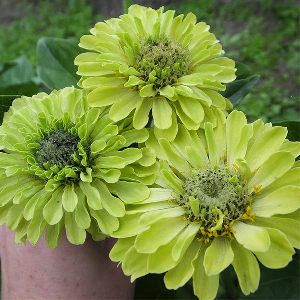 Queeny Lime Untreated Zinnia Seeds