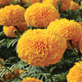 Oriental Deep Gold F1 Untreated Marigold Seeds