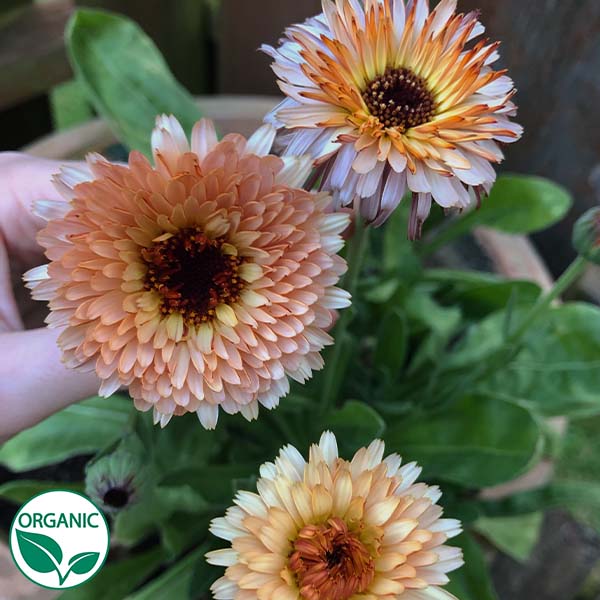 Strawberry Blonde Organic Calendula SEEDS, Cut flowers, Container Flowers