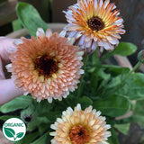 Strawberry Blonde Organic Calendula SEEDS, Cut flowers, Container Flowers