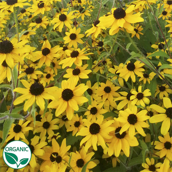 Triloba Macau Organic Rudbeckia Seeds, Partial Shade, Continuous Bloomer