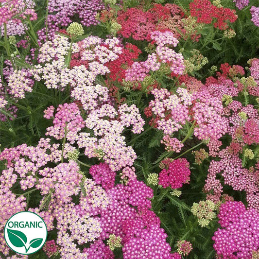Summer Berries Mix Organic Yarrow Seeds