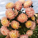 Tower Chamois Untreated Aster Seeds, Cottage Garden, Cut Flowers, Attracts Pollinators
