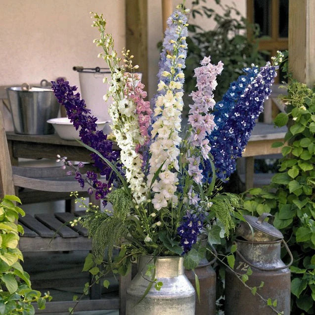 Benary's Pacific Mix Untreated Delphinium Seeds