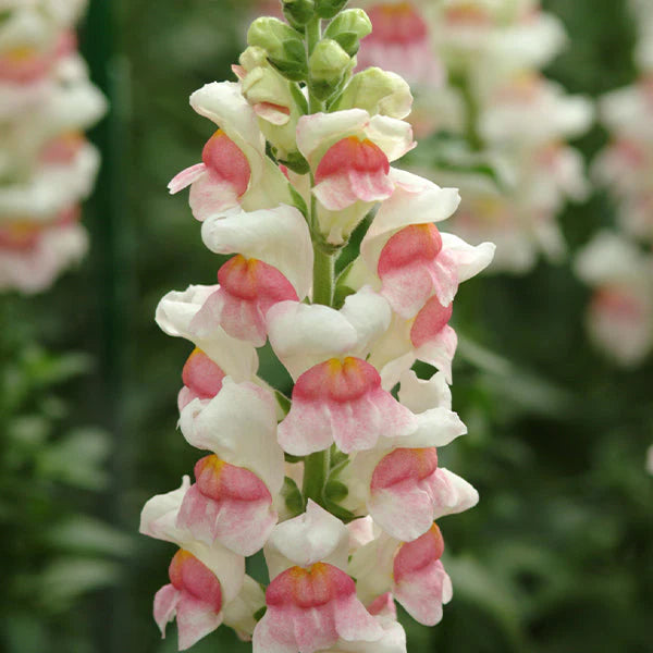 Potomac™ Apple Blossom F1 Untreated Snapdragon Seeds
