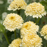 Cresto! Cream Untreated Zinnia Seeds, Cut Flowers, easy to grow, continuous flowers