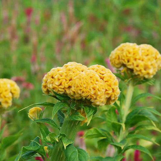 Chief Gold Untreated Celosia Seeds, large plumes, bouquet flowers, long blooming season, attracts pollinators