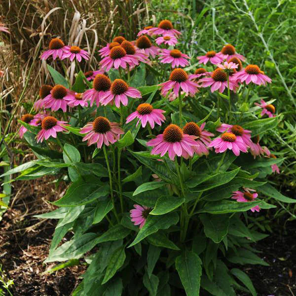 PowWow® Wild Berry Untreated Echinacea Seeds