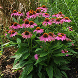 PowWow® Wild Berry Untreated Echinacea Seeds