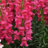 Potomac™ Cherry Rose F1 Untreated Snapdragon Seeds, Partial Shade, Attracts Pollinators