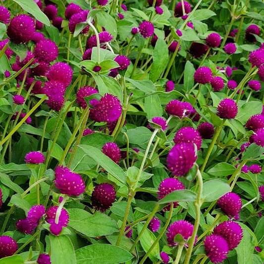 Audray Purple Red Untreated Gomphrena Seeds
