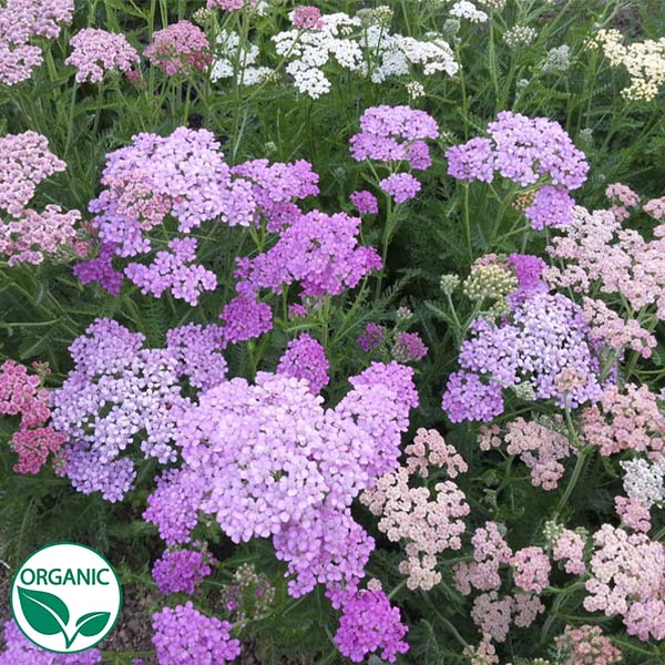 Summer Pastels Organic Yarrow Seeds