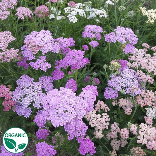 Summer Pastels Organic Yarrow Seeds