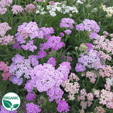 Summer Pastels Organic Yarrow Seeds