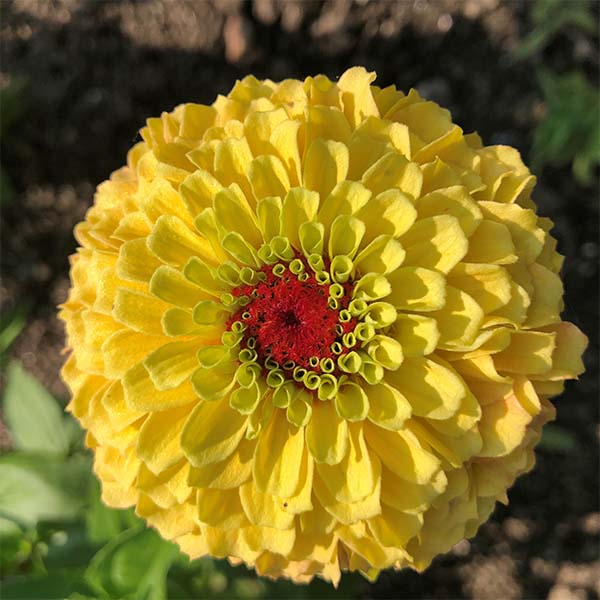 Queeny Lemon Peach Untreated Zinnia Seeds