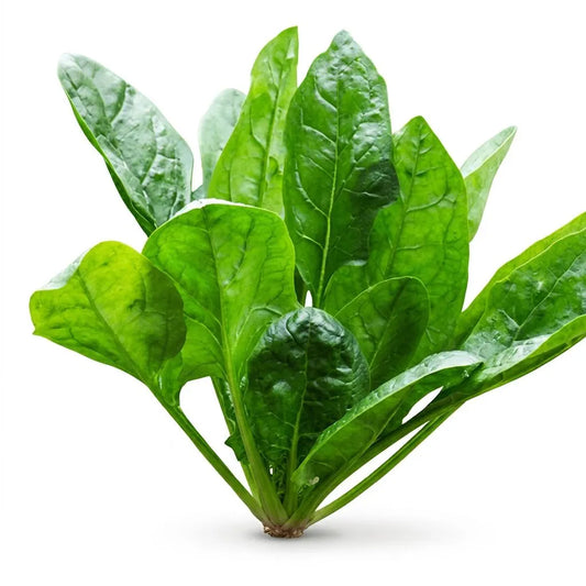 Amador Spinach Seeds, for salads, smoothies, cooking