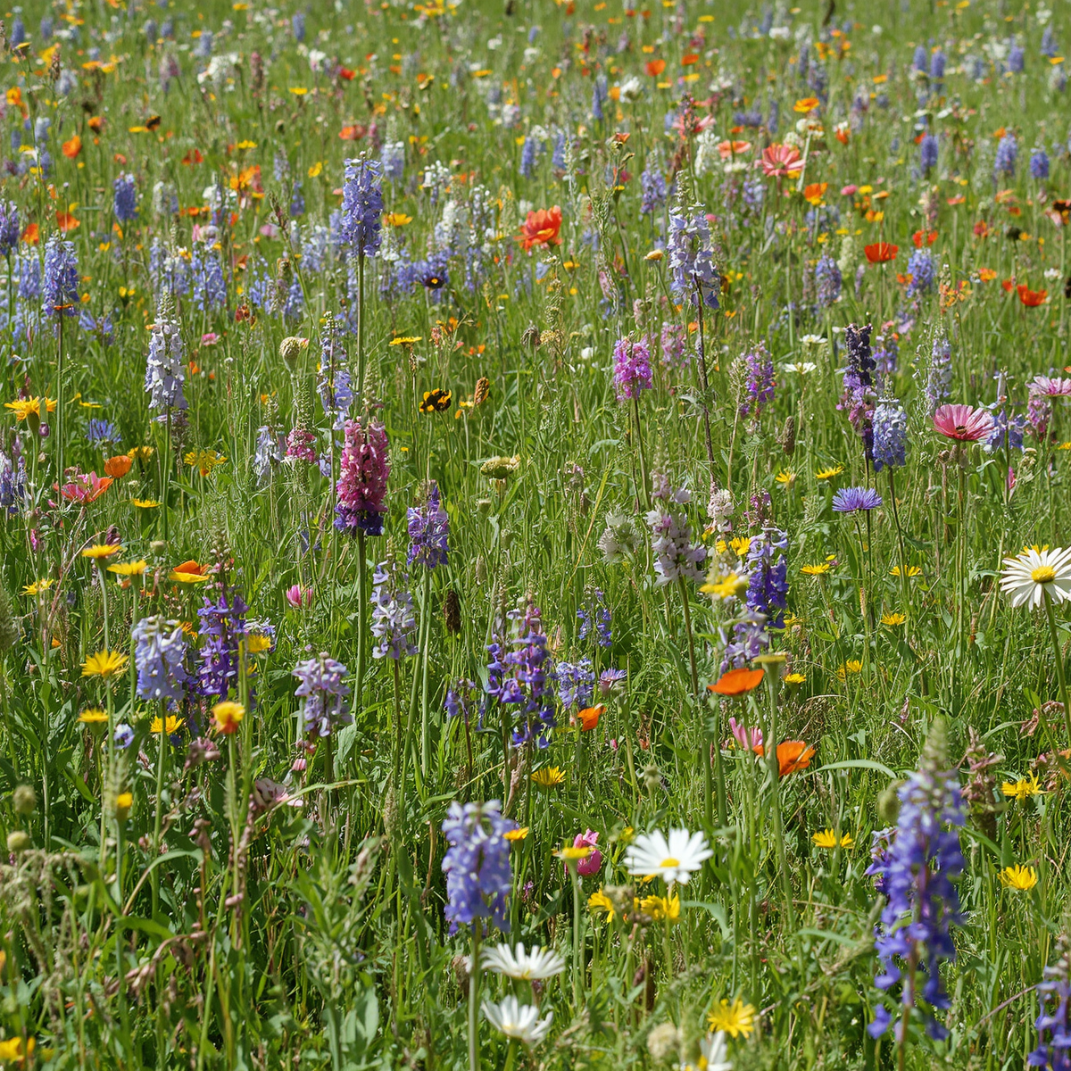 Texas Wildflower Mix (Seeds), Prairie gardens, Season-Long pollinator Garden