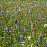 Texas Wildflower Mix (Seeds), Prairie gardens, Season-Long pollinator Garden