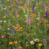 Texas Wildflower Mix (Seeds), Prairie gardens, Season-Long pollinator Garden