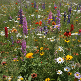 Texas Wildflower Mix (Seeds), Prairie gardens, Season-Long pollinator Garden