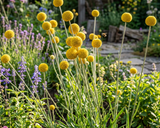 Craspedia Seeds, Billy Ball Seeds, Container-friendly Garden