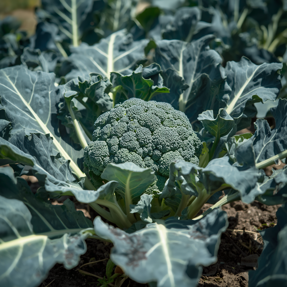 Broccoli Seeds BC1611 Untreated, vitamin C, Vitamin K, mild taste, hybrid