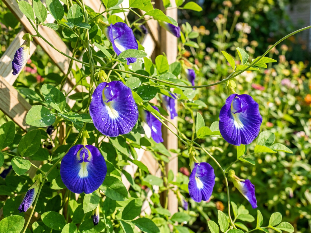 Butterfly Pea Seeds, edible, flowers used for teas,