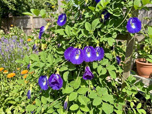 Butterfly Pea Seeds, edible, flowers used for teas,
