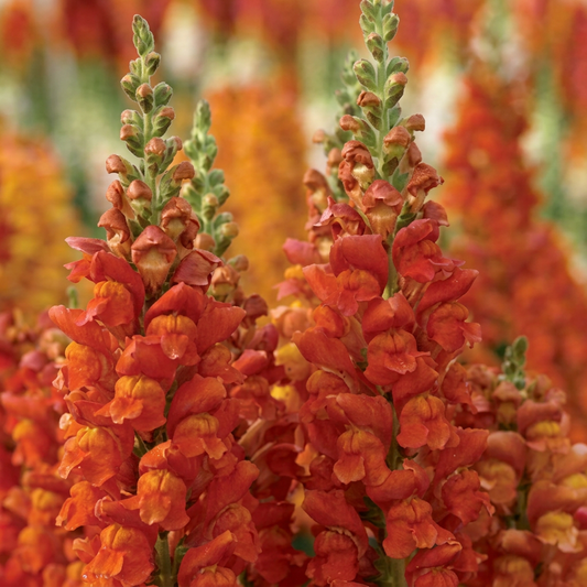 Overture II Orange (F1) Snapdragon Seeds, Sturdy spike Blooms, Cut Flowers, Hybrid F1