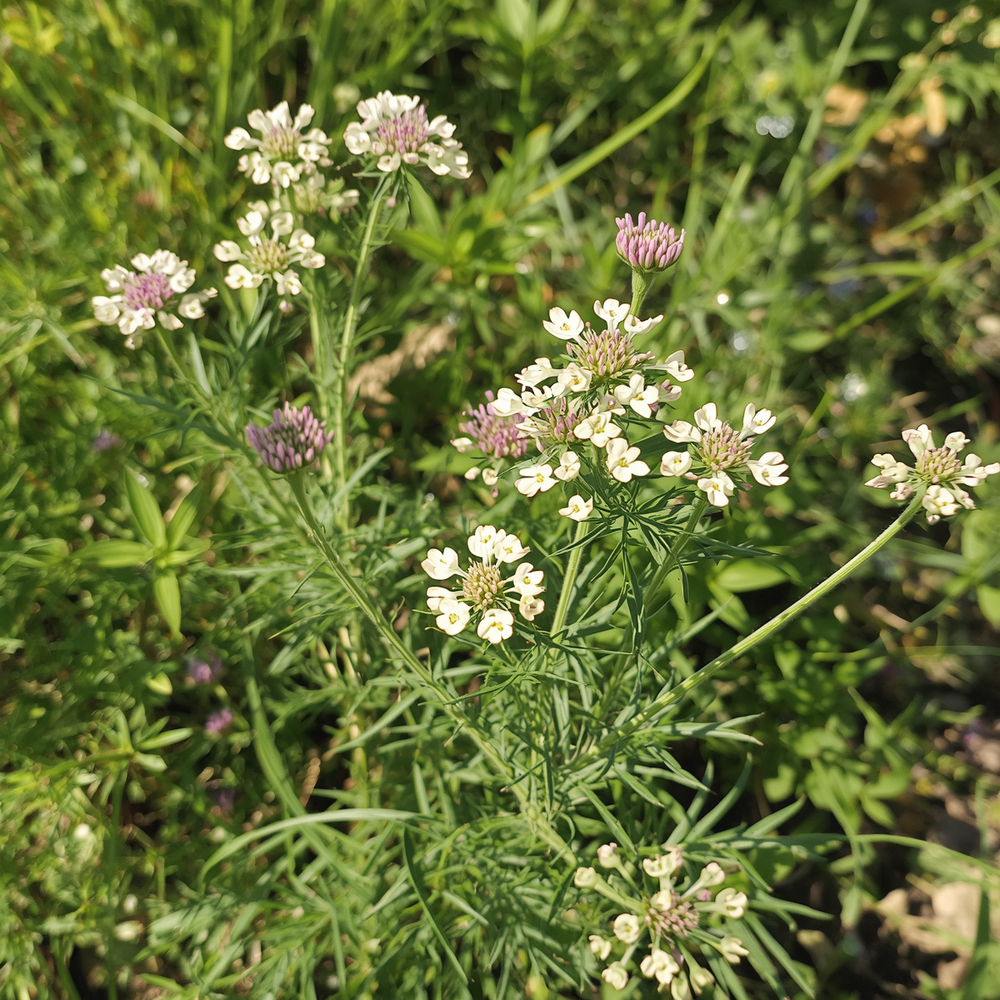 Common Cumin Seeds, Rich in antioxidant